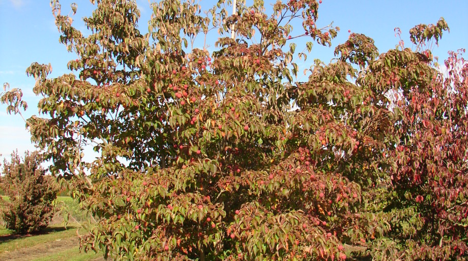 Boomkwekerij John de Lepper Hulsel afbeelding 2